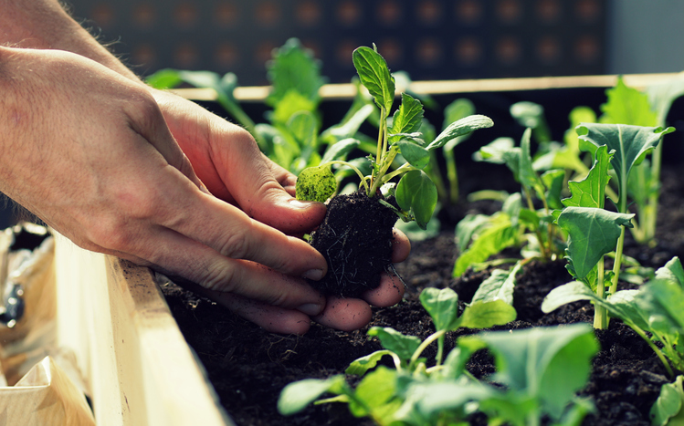 Planting