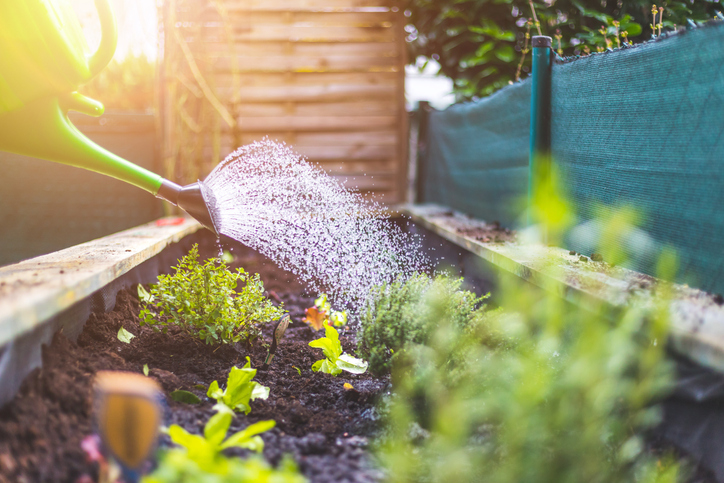 Watering plants