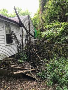 Part of the tree that damaged Rae Shaw-Johnson's home