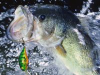 Largemouth bass jumping